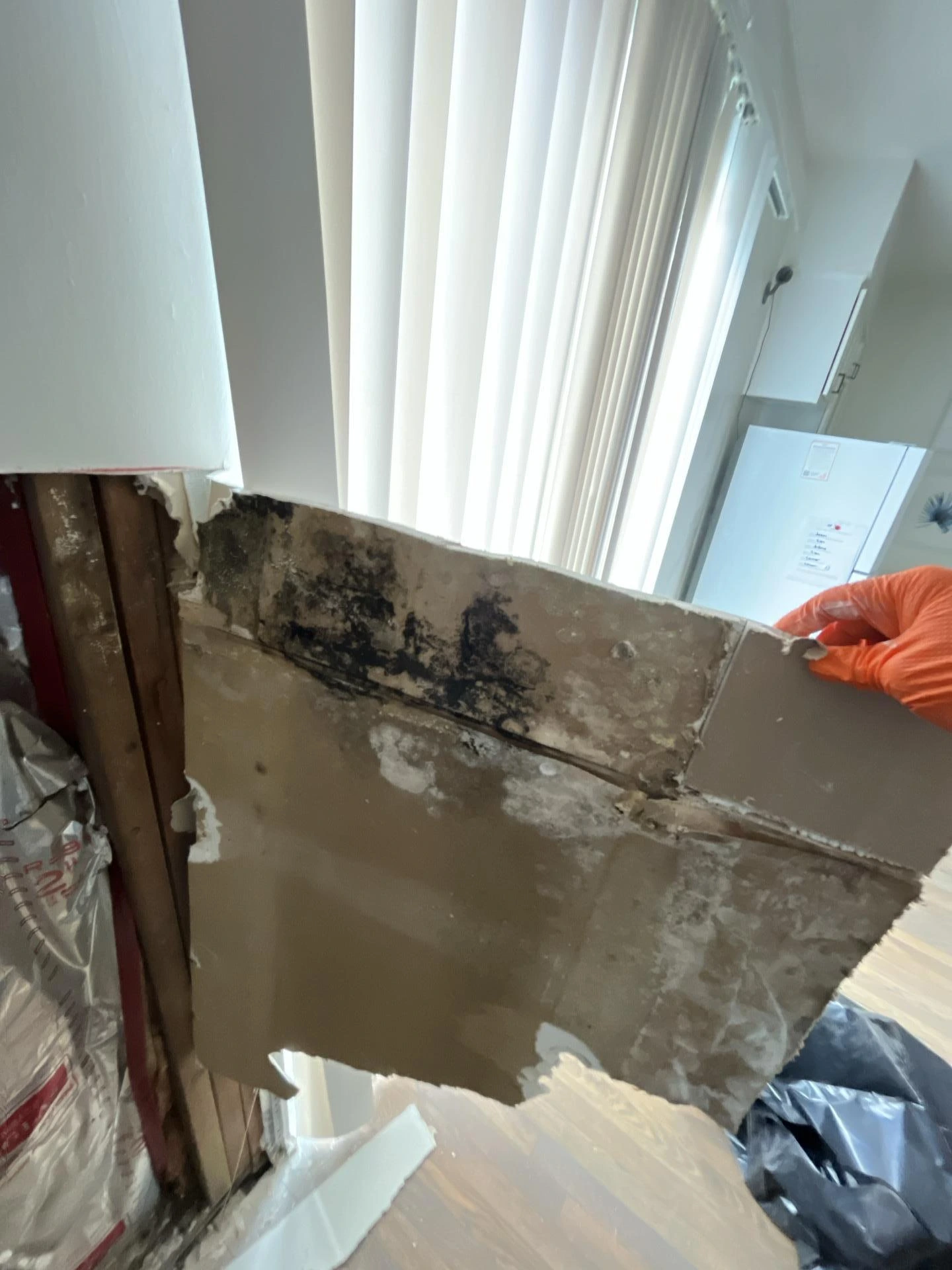 Gloved remediation technician removing large water-damaged drywall section with black mold growth, exposing deteriorated wall framing and debris during professional mold remediation