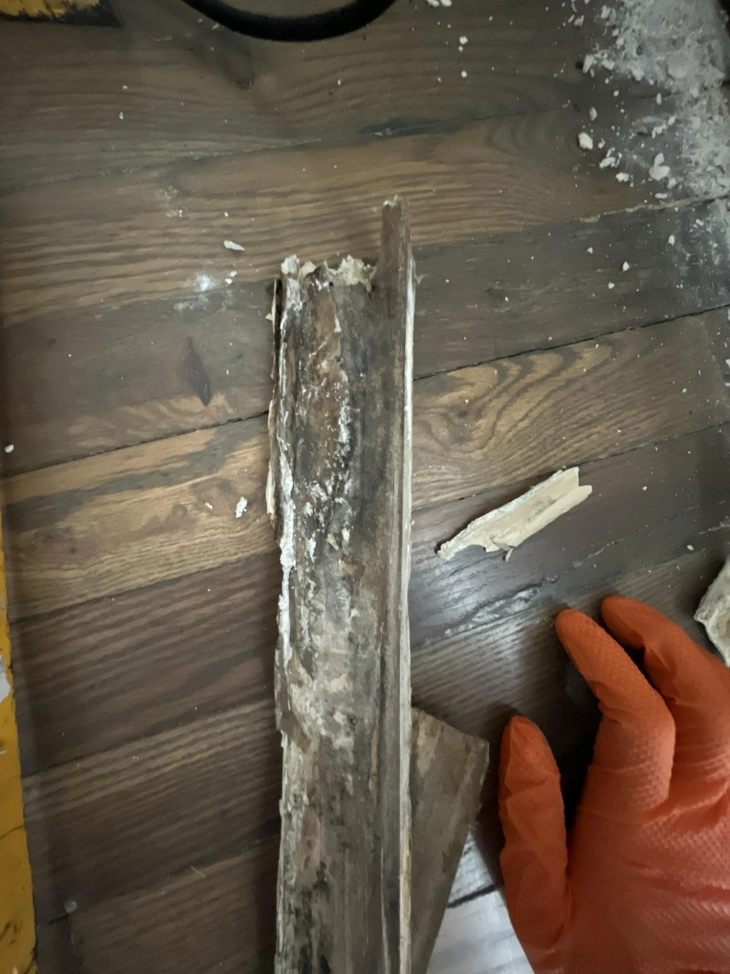 Gloved technician holding severely rotted and mold-damaged wooden wall stud removed during water damage remediation, with deteriorated wood grain and debris visible on aged subfloor