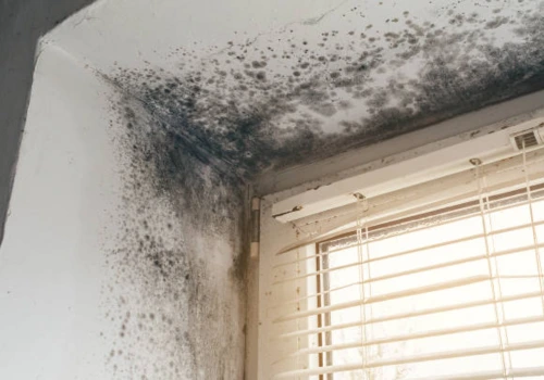 Black mold growth spreading across a ceiling corner and wall beside a window with blinds, indicating chronic moisture intrusion requiring professional mold remediation
