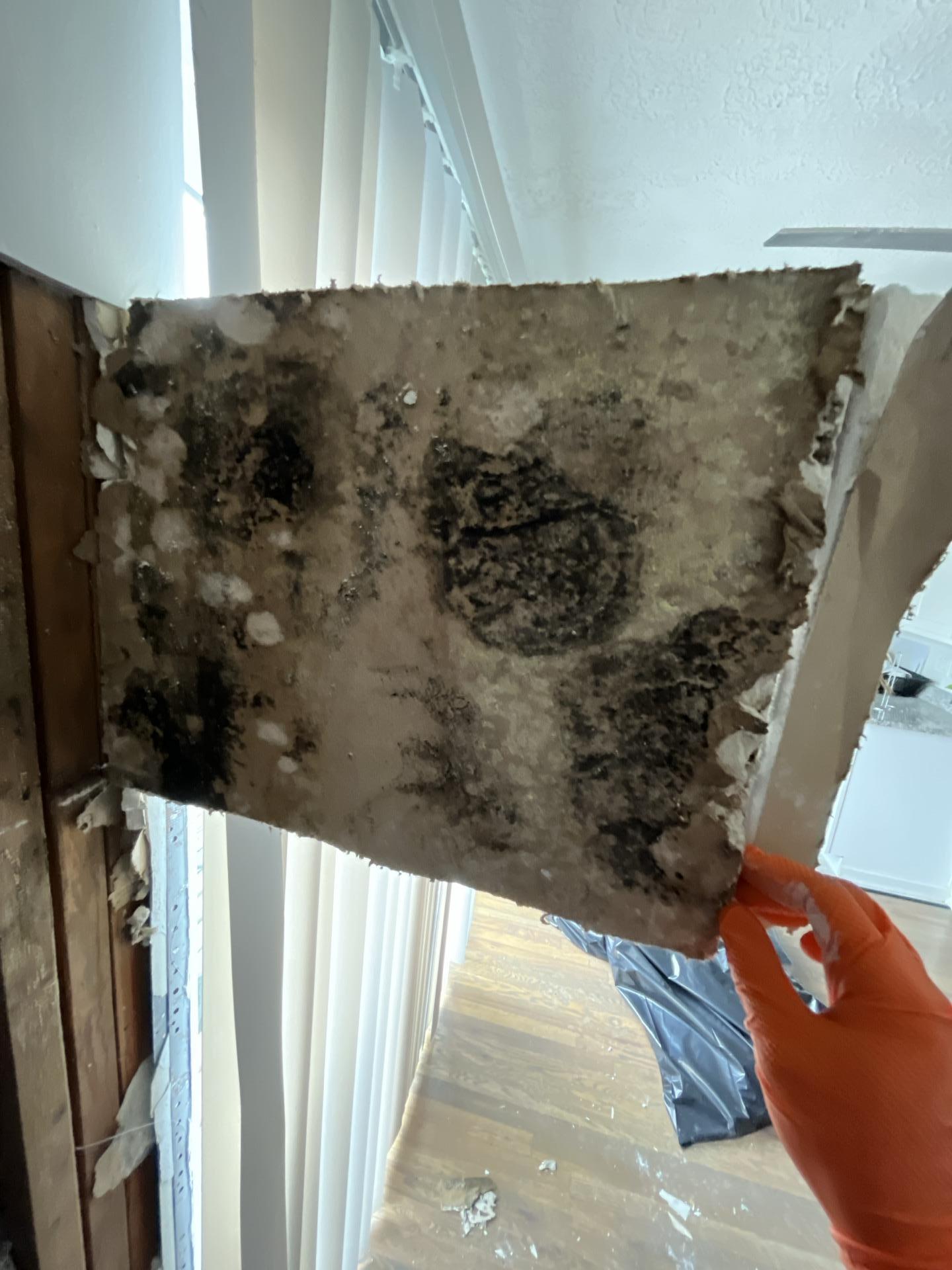Gloved technician holding heavily mold-infested drywall removed during water damage remediation, showing extensive black mold colonies on the back of the panel with exposed wall framing in the background