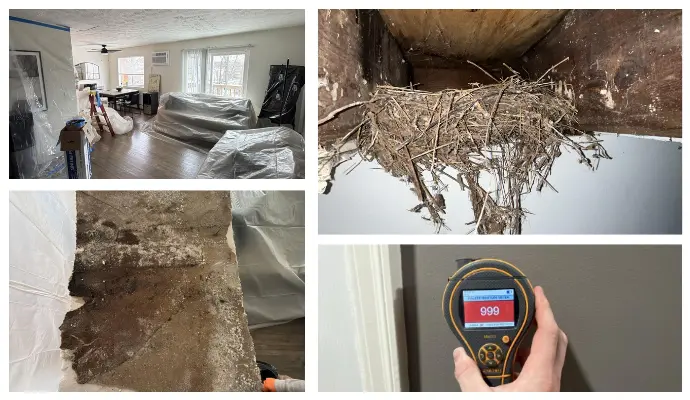 A collage showing a covered living room, a large bird nest in a vent, a water-damaged ceiling, and a hand holding a moisture meter displaying “999.”.