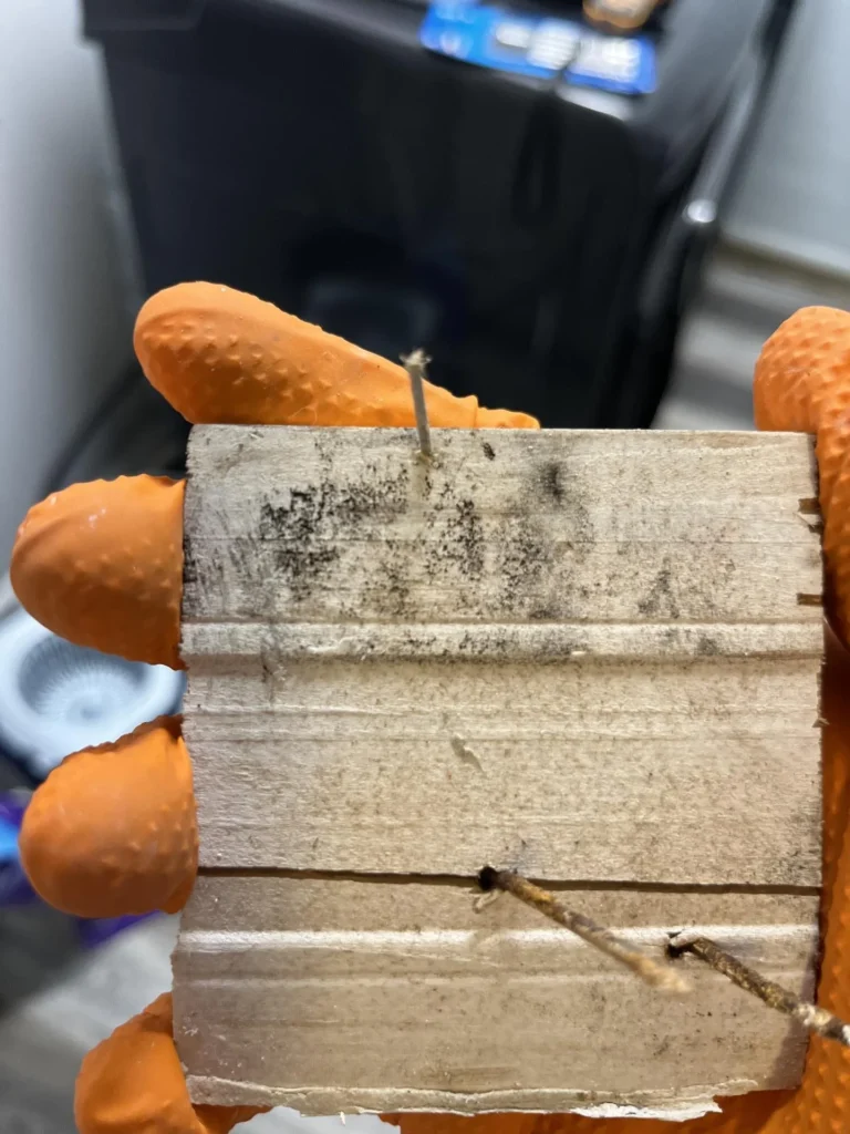 Orange-gloved hand holding a removed baseboard trim piece with visible black mold growth across the surface