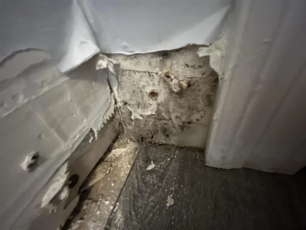 Close-up of mold growth on concrete and wood surface revealed behind removed baseboard trim at wall base
