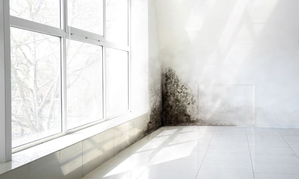 mold removal pricing